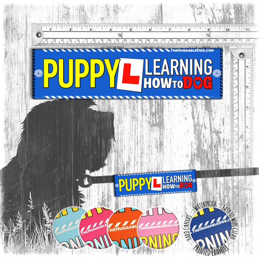 "PUPPY learning how to dog". Leash sleeve for socialising puppies .